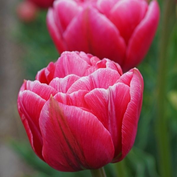 Aveyron Tulip