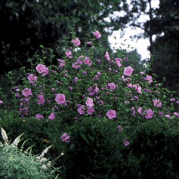 Lavender Chiffon&reg; Rose of Sharon Shrub