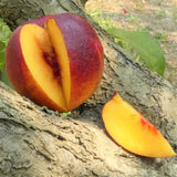 Flavor Gold Nectarine Tree