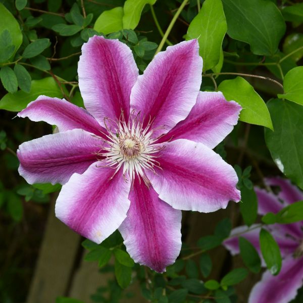 Dr. Ruppel Clematis