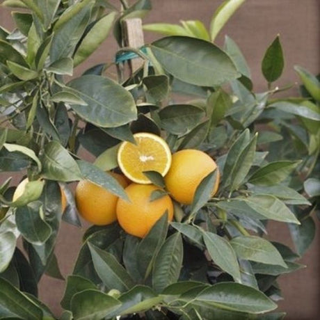 Trovita Orange Tree