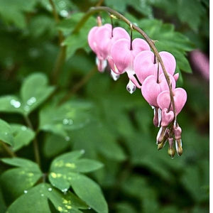 hanging plant that looks like bleeding heart Cupid® Bleeding Heart