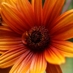 Bleeding Hearts False Sunflower