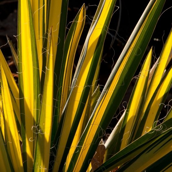 Golden Sword Yucca