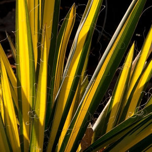 Golden Sword Yucca