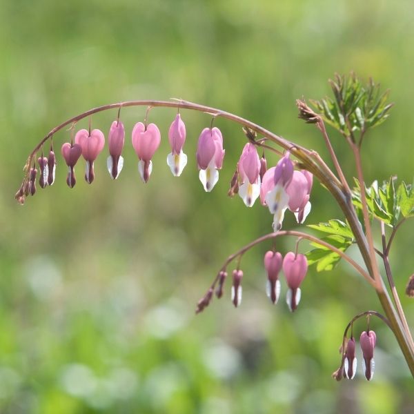 hanging plant that looks like bleeding heart Cupid Bleeding Heart