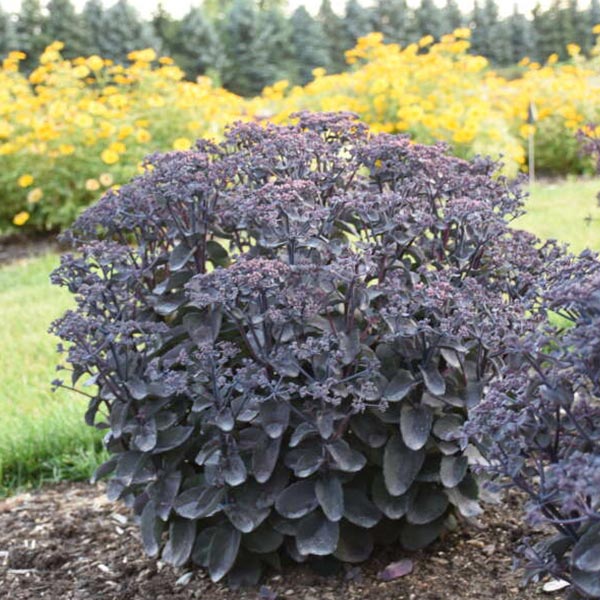 Rock 'N Grow&reg; Back in Black Sedum