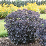 Rock 'N Grow&reg; Back in Black Sedum