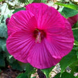 Luna Rose Hibiscus