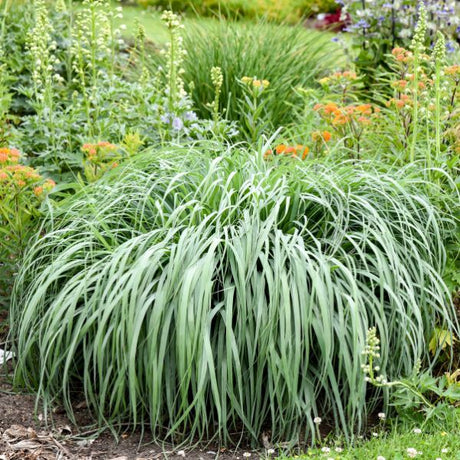Prairie Winds? 'Niagara Falls' Switch Grass