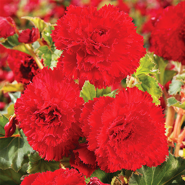 Fimbriata Dark Red Begonia