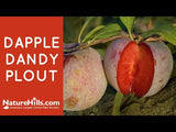 Dapple Dandy Pluot&reg; Tree