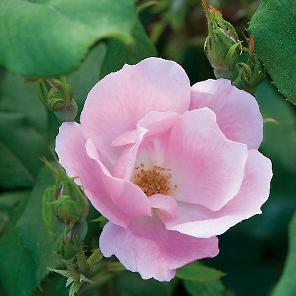 Blushing Knock Out&reg; Rose