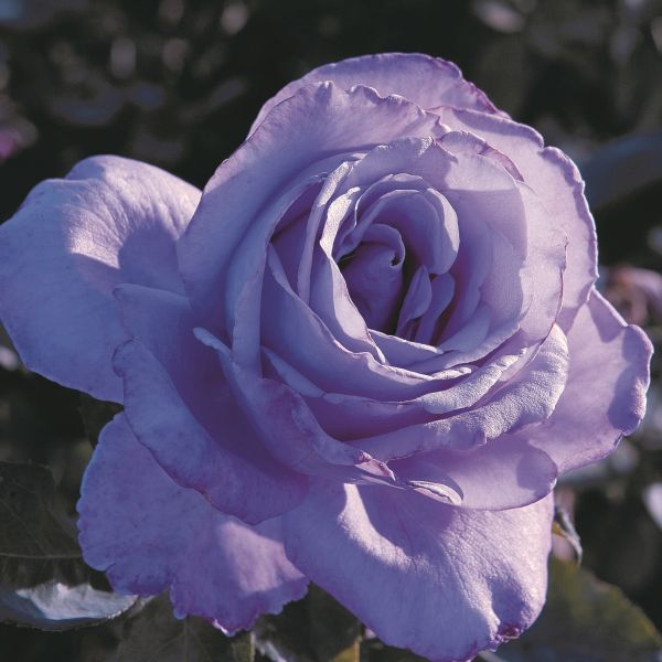 Blue Girl® Hybrid Tea Rose | Buy at NatureHills.com