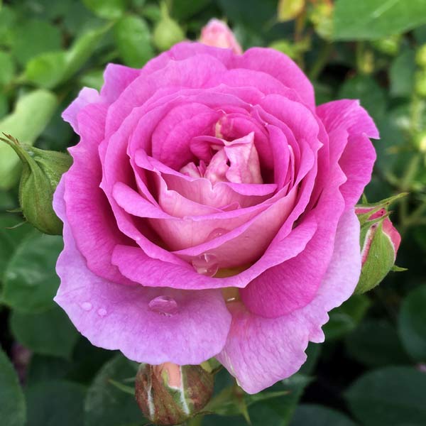 Arctic Blue Floribunda Rose Tree Form