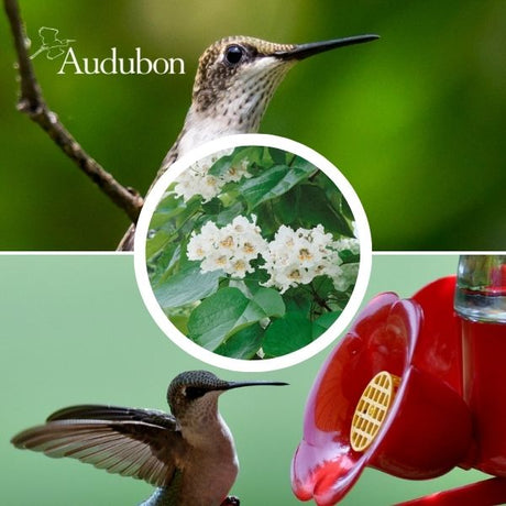 Audubon&reg; Native Northern Catalpa