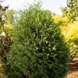 First Editions&reg; Technito&reg; Arborvitae