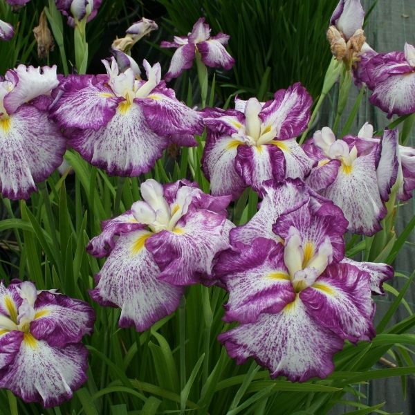 Harlequinesque Japanese Iris