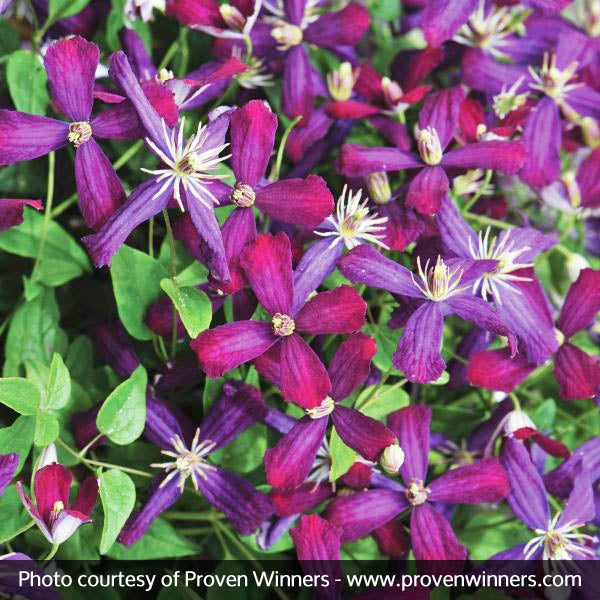 Sweet Summer Love Clematis