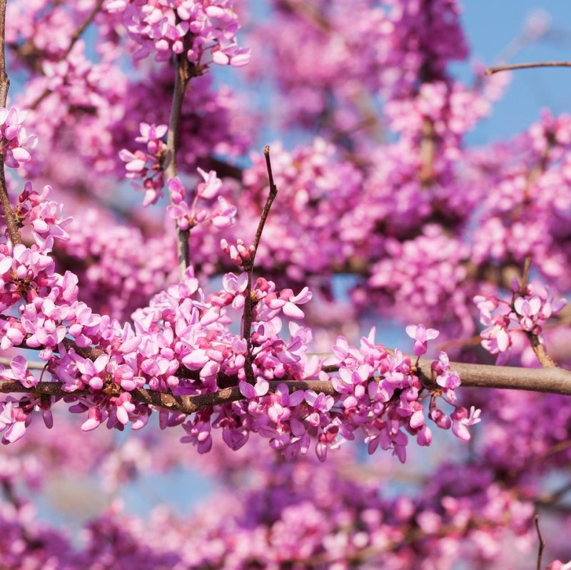 Pink Heartbreaker Weeping Redbud Tree