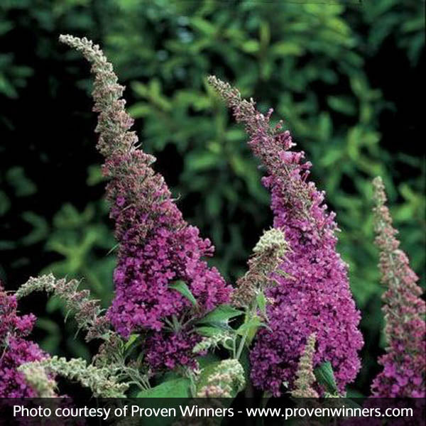 Peacock&trade; Butterfly Bush