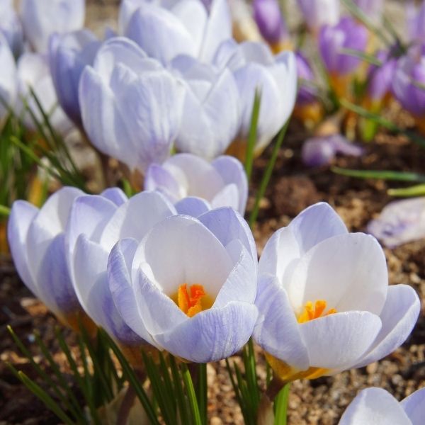 Blue Pearl Crocus