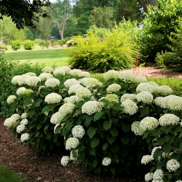 Invincibelle Limetta&reg; Hydrangea