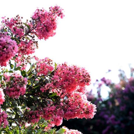 First Editions&reg; Coral Magic Crapemyrtle