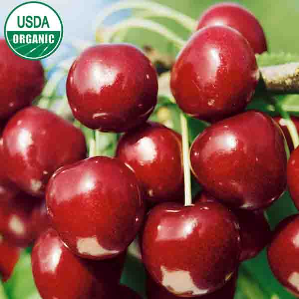 USDA Organic North Star Cherry Tree