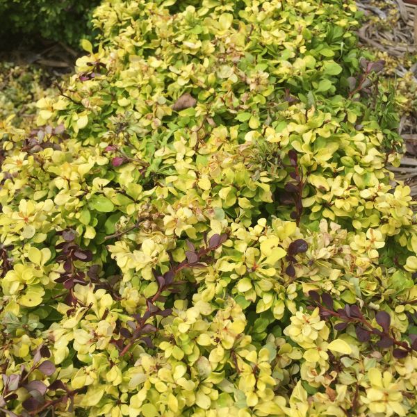 Bonanza Gold Barberry