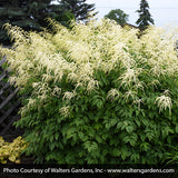 Goat's Beard