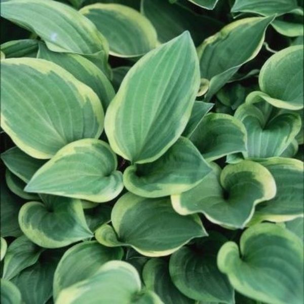 Golden Tiara Hosta