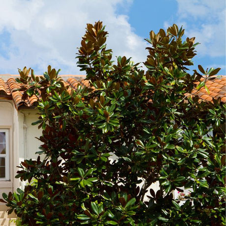 D.D. Blanchard Southern Magnolia Tree