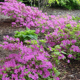 Korean Rhododendron