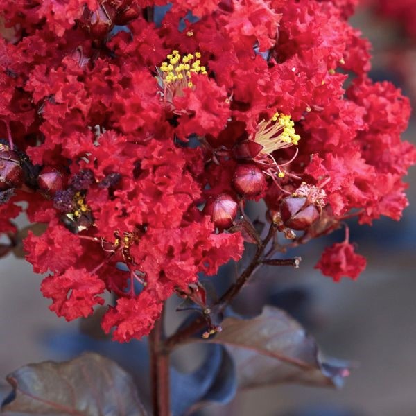 Black Diamond&reg; Red Hot&trade; Crape Myrtle Shrub