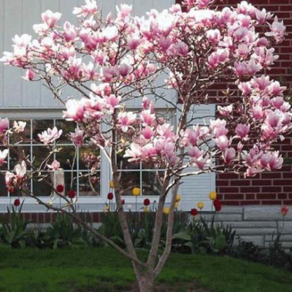 Jane Magnolia Tree