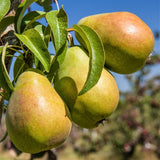 Southern Bartlett Pear Tree