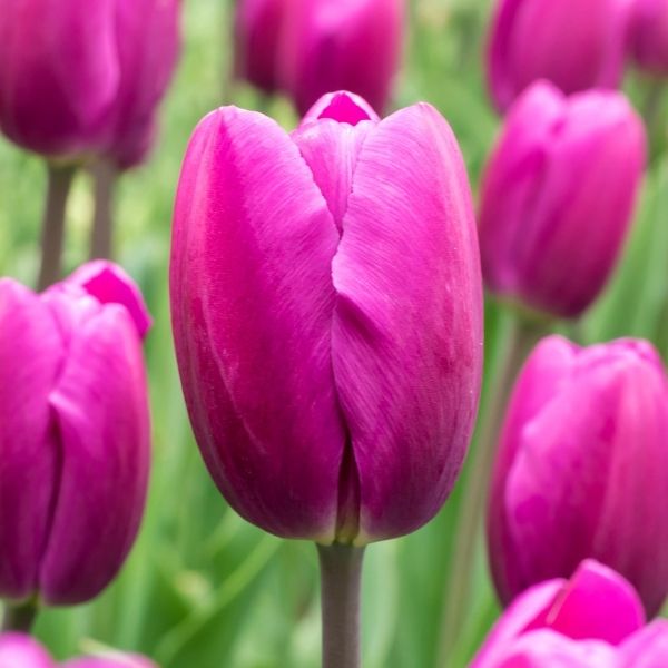 Negrita Tulip