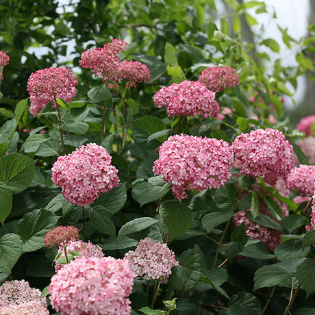 Invincibelle&reg; Spirit II Hydrangea