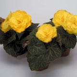 Nonstop Mocca Yellow Begonia