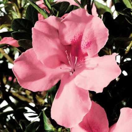 Autumn Debutante&reg; Encore&reg; Azalea