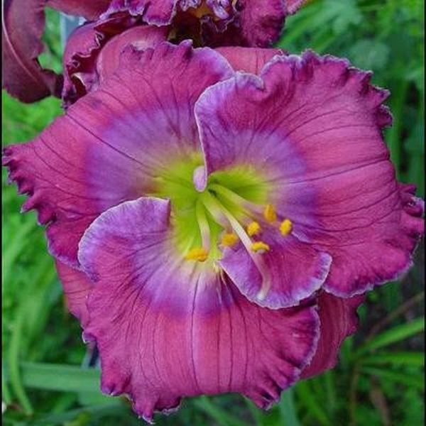 Lavender Blue Baby Daylily