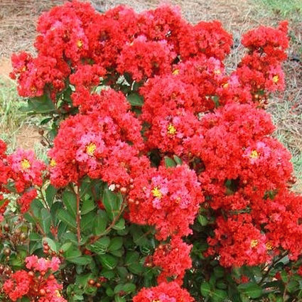 Red Crape Myrtle Shrub