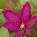 Bourbon Clematis