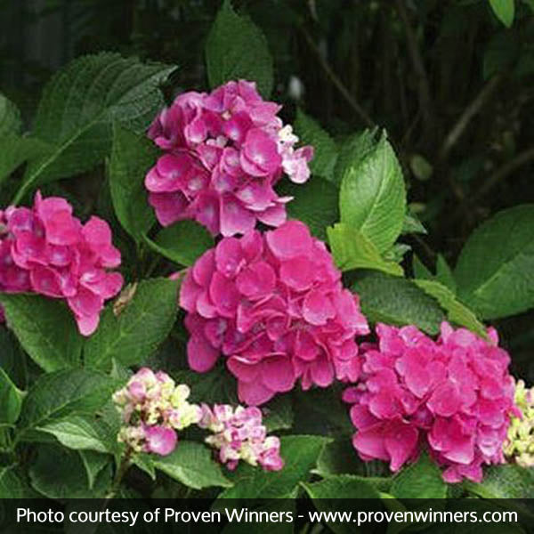 Cityline&reg; Venice Bigleaf Hydrangea