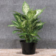 Dieffenbachia