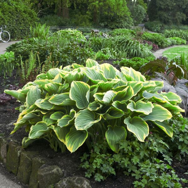 Satisfaction Hosta