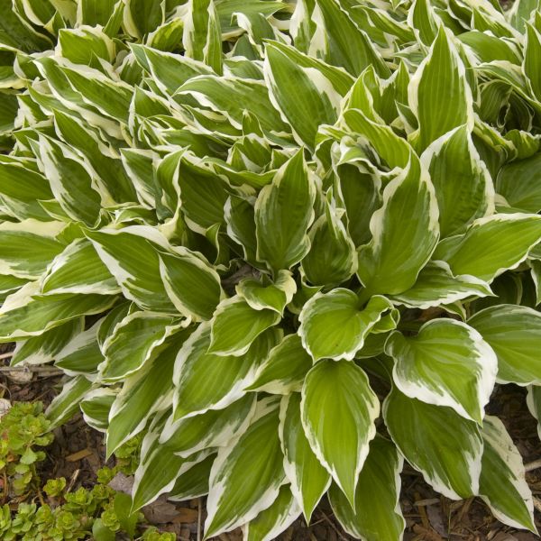 Hosta Albomarginata