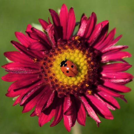 Burgundy Gaillardia