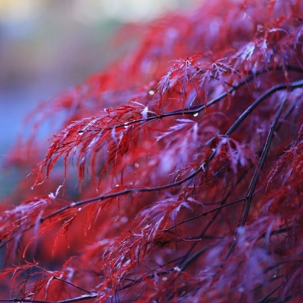 Crimson Princess Laceleaf Japanese Maple Tree